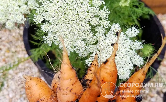 Что сажать после моркови на следующий год в открытом грунте: таблица, советы