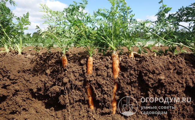 Что сажать после моркови на следующий год в открытом грунте: таблица, советы