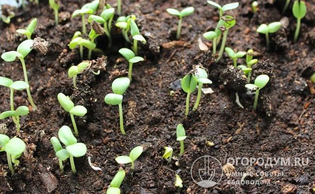 Первые всходы бархатцев появляются на 3-7-й день (в зависимости от особенностей сорта, качества почвы и семян), в открытом грунте это происходит приблизительно через 2 недели