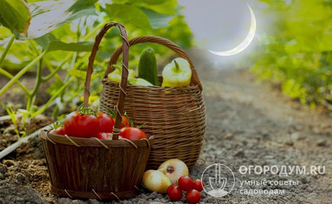Период растущей Луны (09.08-21.08) – благоприятное время для посадки зеленных и листовых культур, пересадки плодовых деревьев и кустарников, черенкования и прививок