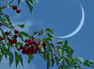 Лунный посевной календарь для огородников на июль 2021