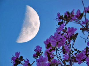 Лунный посевной календарь на июнь 2021