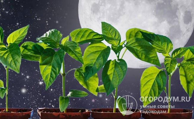 Посевные календари составляются с учетом влияния фаз Луны на рост и развитие растений