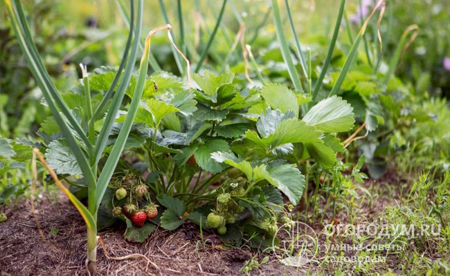 В соседстве с ягодными культурами чесночные растения помогают защитить урожай от вредителей, отпугивая гусениц, слизней и даже кротов