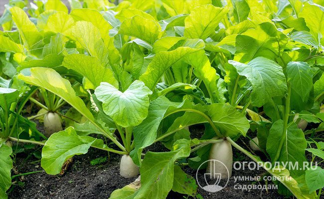 Дайкон очень популярен в Японии, где площадь его посевов занимает первое место среди других овощных культур