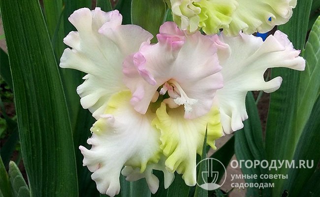 На фото – гигантские цветы «Росы в изумруде» с переливами перламутрово-белых и жемчужно-розовых оттенков, подчеркнутых зеленоватой зубчатой каймой