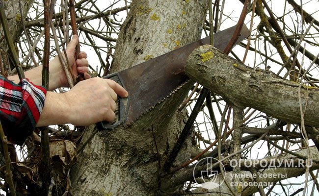 У взрослых деревьев иногда спиливают верхушку центрального ствола, чтобы ограничить его рост, и удаляют отдельные скелетные ветки с целью омоложения