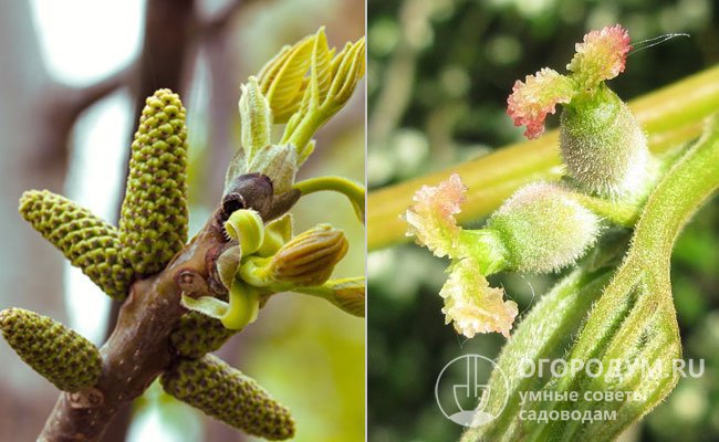 Цветки мелкие, зеленые, раздельнополые: мужские (на фото слева) собраны в соцветия-сережки, которые качаясь на ветру распространяют пыльцу, опыляющую женские (справа)