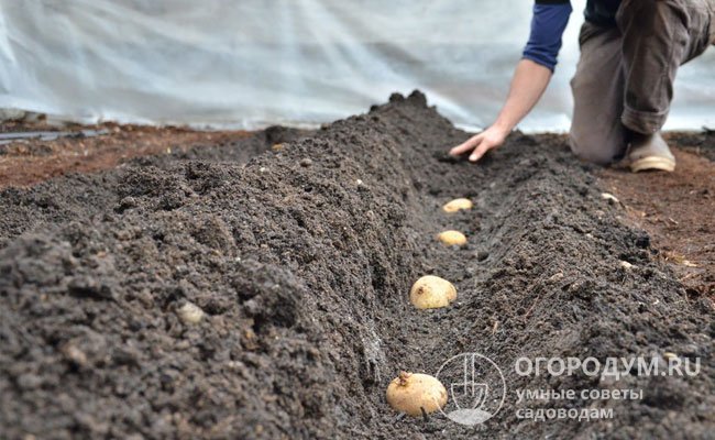 Отечественные огородники часто применяют собственные проверенные варианты посадки и выращивания картошки