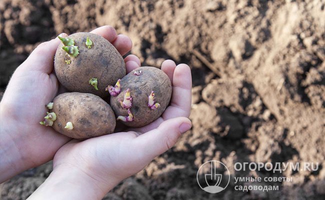 Посадка картофеля в борозды повышает урожайность