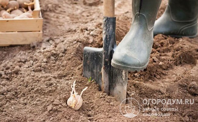Отечественные огородники, традиционно сажающие картофель «вручную», используют старинный метод «под лопату»