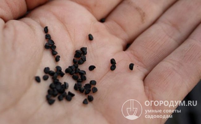 Собранные семена сохраняют жизнеспособность в течение 2-3 лет, показатели всхожести «чернушек» с каждым годом значительно снижаются
