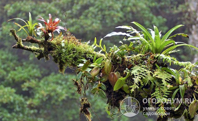 Значительная часть орхидных, распространенных в тропиках, относится к эпифитам, которые нуждаются в растениях-партнерах, но не паразитируют на них