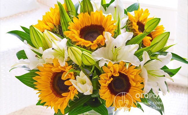 «Солнечные» цветы пригодны для срезки, так как долго сохраняют свежесть и яркость окраски в вазе с водой