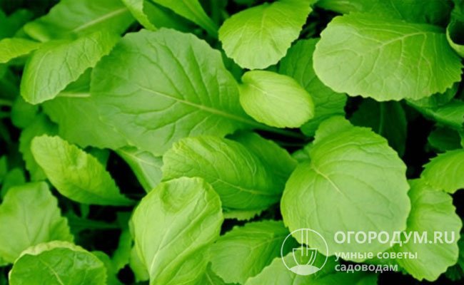 Для получения вкусной питательной зелени выращивают «листовые» разновидности культуры