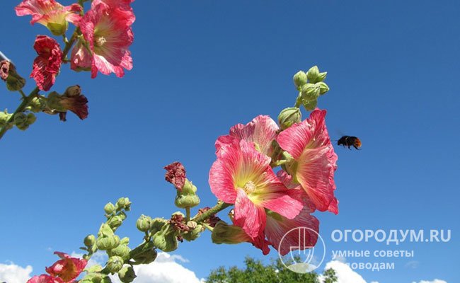 Растения очень привлекательны для пчел, которые способствуют получению урожая различных культур, произрастающих на приусадебном участке