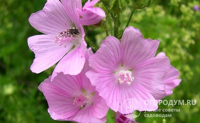 Цветки мальвы мускусной (на фото) обладают выраженным ароматом, привлекающим насекомых