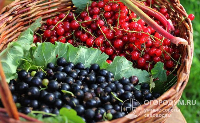 Вкусные и ароматные сезонные ягоды обеспечивают получение целого комплекса полезных веществ