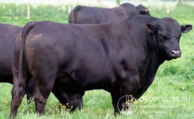 Отечественные селекционеры, скрещивая калмыцких коров с быками-«ангусами», вывели несколько новых пород КРС, в том числе «Русская комолая» (на фото), включенная в Госреестр в 2007 г.