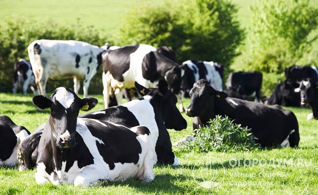 Черно-пестрая порода коров (на фото) – одна из лидирующих по численности поголовья в России, считается универсальной, относится к молочно-мясному направлению