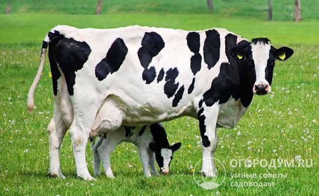 Показатели удоев и жирность молока зависят от типа породы, условий содержания и кормления