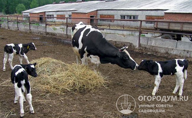 Скотоводы отмечают стабильную выживаемость молодняка, способность животных быстро приспосабливаться к разным условиям содержания и кормления