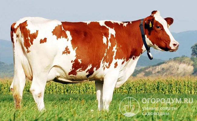 Голштинская порода коров: характеристика, отзывы, фото