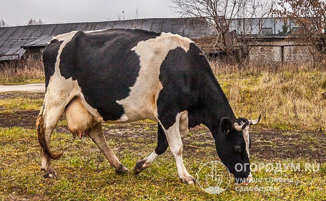 Голштинская порода коров: характеристика, отзывы, фото