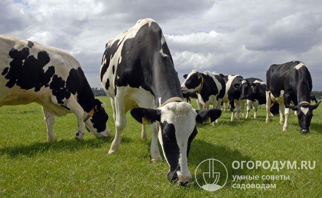 Отечественные скотоводы предпочитают в первую очередь универсальных молочно-мясных буренок: черно-пестрых (на фото), голштинских, айрширских и других
