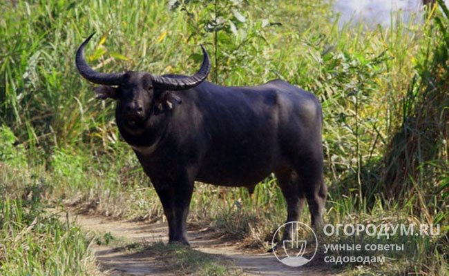Дикие азиатские буйволы также находятся под угрозой исчезновения, малочисленные стада еще сохраняются на территориях национальных парков в Индии, Шри-Ланке, Непале и Бутане