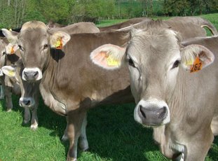 Швицкие коровы