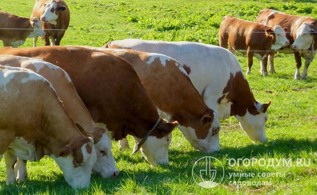 Симментальские коровы, известные с древних времен, остаются востребованными в частном и коммерческом скотоводстве многих стран мира