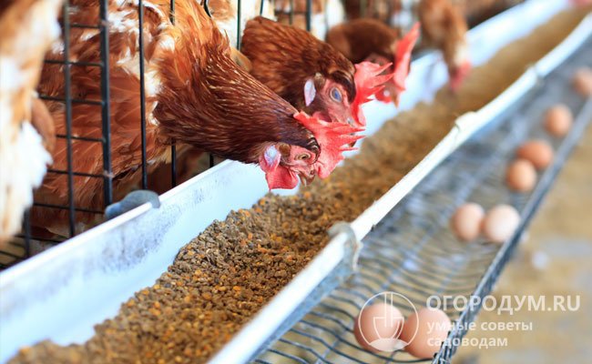 Яйца, получаемые от куриц во время лечения и еще 12 дней после окончания курса, необходимо утилизировать. Скармливать их животным запрещено!