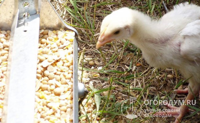 Месячных цыплят переводят с измельченных круп на дробленое зерно, а с полутора месяцев им уже дают цельное зерно или специально сбалансированный под возрастные потребности комбикорм