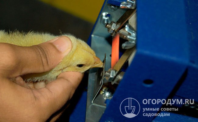 Дебикирование применяют прежде всего в промышленном птицеводстве для повышения сохранности поголовья и существенного снижения убытков от разбрасывания корма
