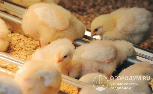 Витаминно-минеральные добавки считаются обязательными для цыплят с первых дней жизни при использовании «домашних» кормов – сухих и влажных мешанок