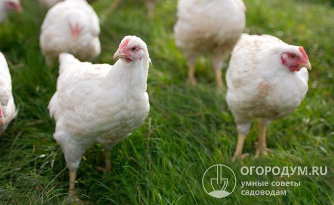 При соблюдении рекомендованной дозировки и условий хранения побочных эффектов у цыплят и взрослых кур выявлено не было