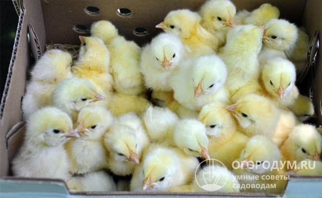 Еще один плюс – возможность продавать излишки цыплят или же выводить птенцов из чужих инкубационных яиц за вознаграждение