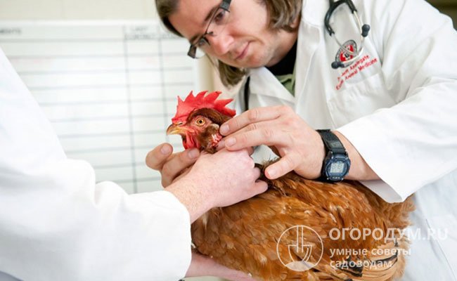Птицевод обязан быстро и точно распознавать симптомы различных недугов, в случаях опасных инфекций своевременно обращаться к специалистам