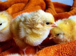 Как отличить цыплят петушков от курочек