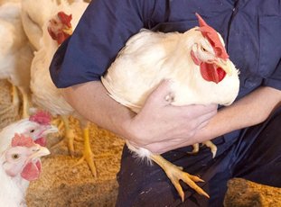 Как ухаживать за бройлерными цыплятами
