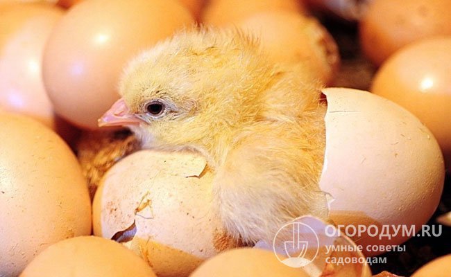 ВВсе вопросы, связанные с выведением цыплят в инкубаторе, подробно рассмотрены в статье на нашем сайте
