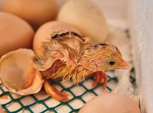 Как вывести цыплят в инкубаторе