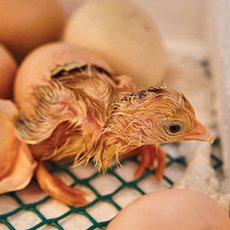 Как вывести цыплят в инкубаторе
