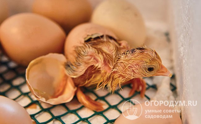 Инкубация индюшиных яиц в инкубаторе – режим и таблица