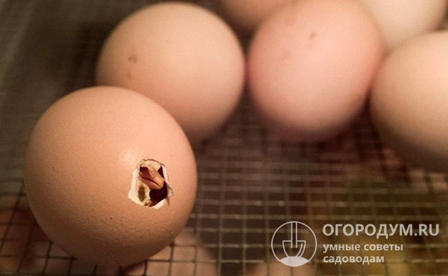 Птенец протыкает воздушную камеру, делает первый вдох, а затем побивает дырочку в скорлупе на тупом конце яйца