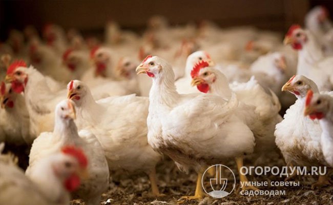 Оптимальным считается размещение не более 18-20 цыплят кур-несушек