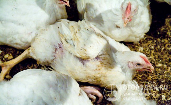 Kokcidióza u kuřat: příznaky a léčba, jak to vypadá na fotografii, jak léčit onemocnění u nosnic.
