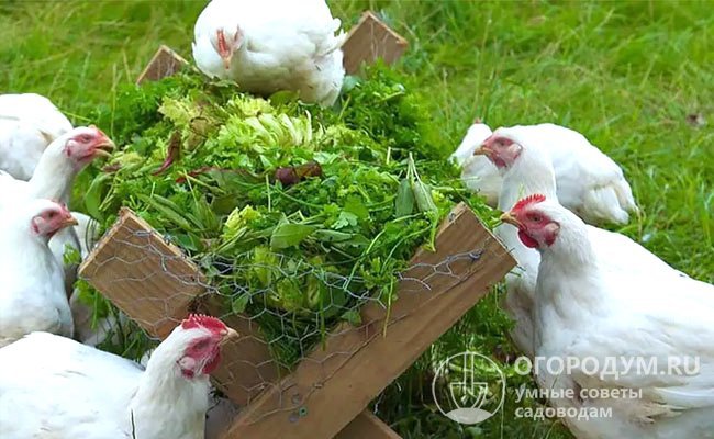 Заражение возможно даже при кормлении пернатых овощами и зеленью с собственного огорода. Риск возрастает, когда в качестве удобрения используется птичий помет