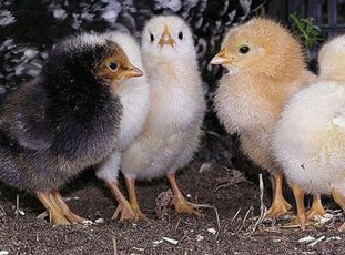 Комбикорм для цыплят